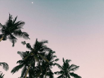 Low angle view of palm tree against clear sky