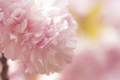 Close-up of pink flower