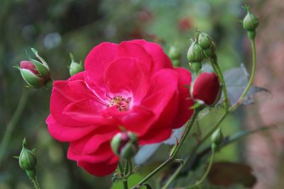 Close-up of pink flowers