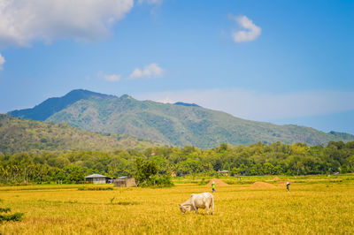 Cows grazing on field against sky