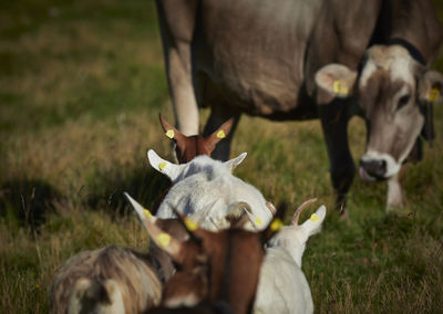 Goats meet cow