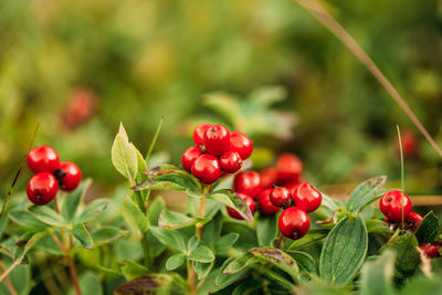 Close-up of berries growing on plant