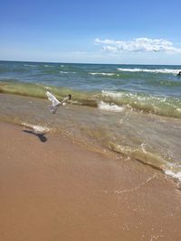 Seagulls on beach