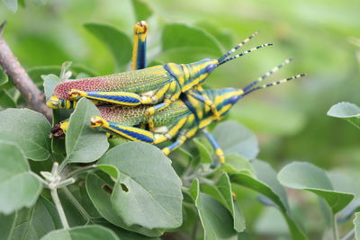 Close-up of insect on plant