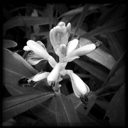 Close-up of flowers