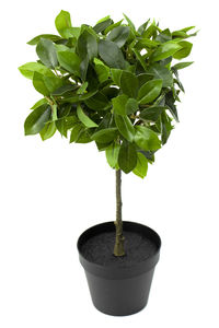 Close-up of small potted plant against white background