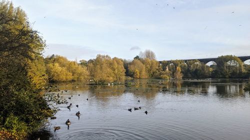 Birds swimming in lake against sky