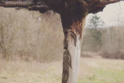Close-up of tree trunk on field