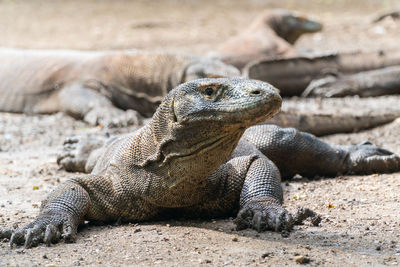 Close-up of lizard on sand at beach