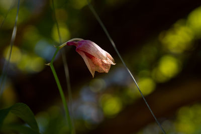 Close-up of rose flower