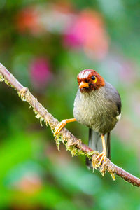 Close-up of bird perching on branch