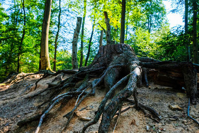 Trees in forest