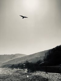 Bird flying over mountains against sky