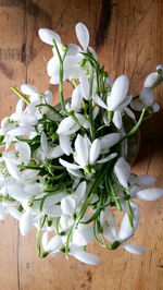 Close-up of white flowers