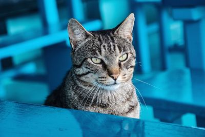 Close-up portrait of a cat