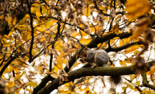 Low angle view of squirrel sitting on tree