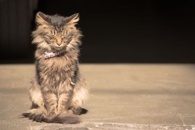 Sunlight falling on cat on footpath