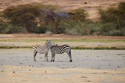 Zebra sitting on a tree