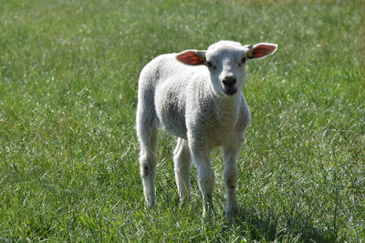 Portrait of sheep on grassy field