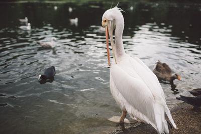 Close-up of swans swimming on lake