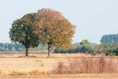 Trees on field against clear sky