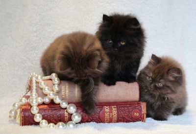 British longhair cats with pearl jewelry and books at home