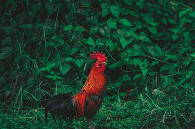 Rooster in a field