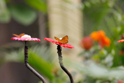 Trying to fool a butterfly with fake flowers.