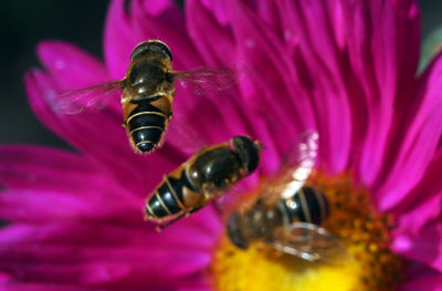 Close-up of bee pollinating on flower