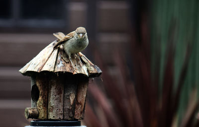 Close-up of bird perching on wooden post