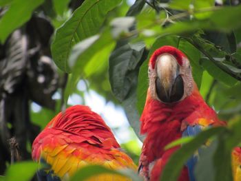 View of parrot perching on branch