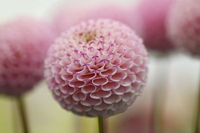 Close-up of pink dahlias blooming outdoors