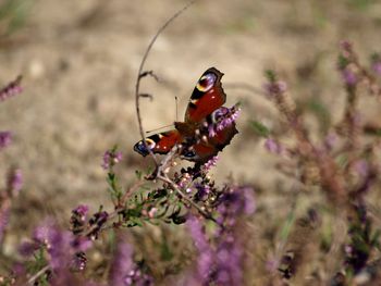 Close-up of butterfly pollinating on purple flower