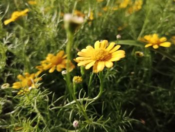 Close-up of yellow flowers blooming outdoors