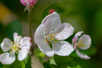 Close-up of white flowering plant