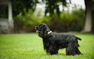 Black dog sitting on grass