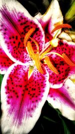 Close-up of pink day lily