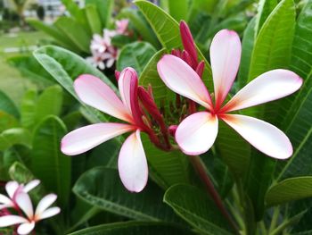 Close-up of frangipani blooming outdoors