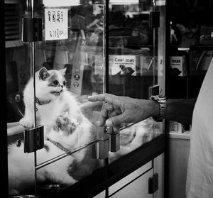 Cat for sale in market behind glass 