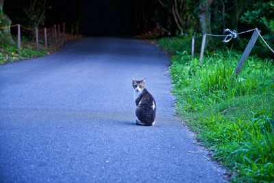 Cat sitting on a road