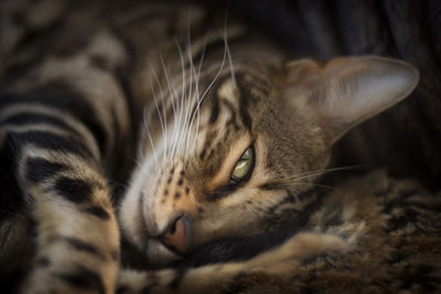 Close-up of cat resting