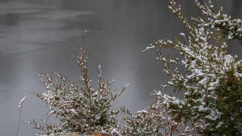 Scenic view of snow covered plants by lake