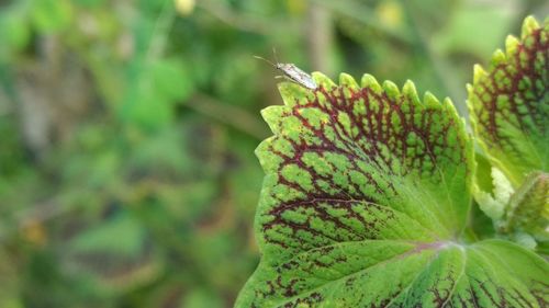 Close-up of insect on plant