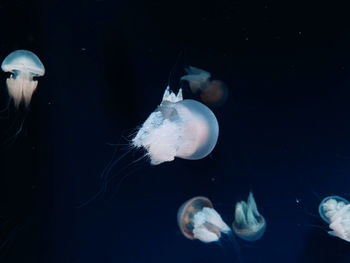 Close-up of jellyfish swimming in sea