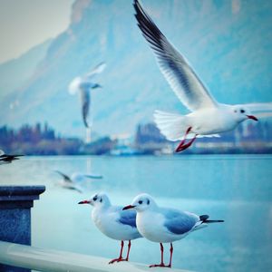 Seagulls against sea