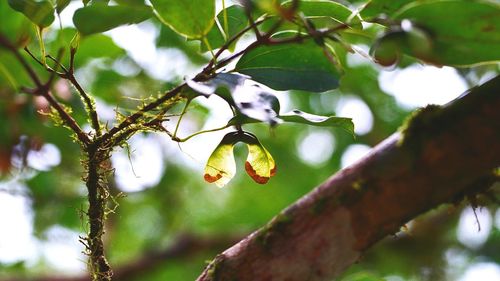 Close-up of leaves on branch