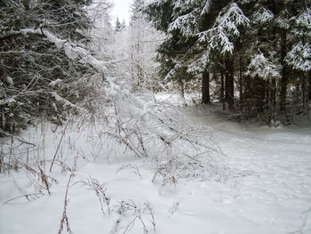 Snow covered land and trees in forest