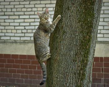 Close-up of a cat on the wall