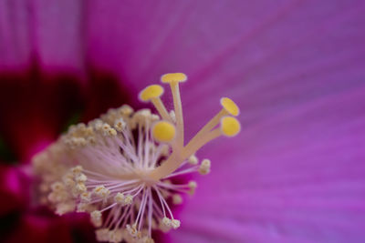 Close-up of pink flower