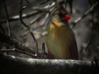 Close-up of bird perching on branch